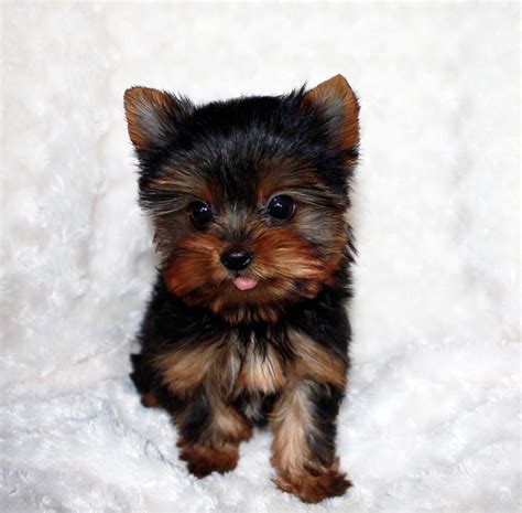 Teacup Yorkie Puppy for sale! Yorkie Breeder in California - iHeartTeacups