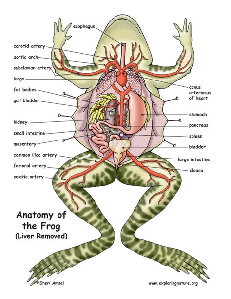 Frog Anatomy (Under the Liver)