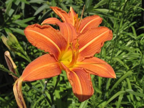 Hemerocallis 'Fulva' - Pépinière Cramer Inc.