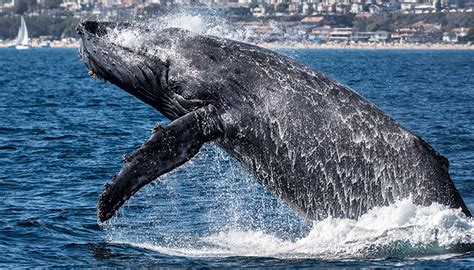 Gray Whale Migration-$16 Whale Watch - Visit Newport Beach