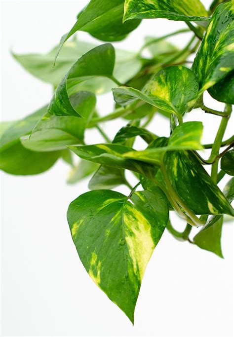 Devils Ivy | Epipremnum aureum | Plants, Devils ivy, Ivy plant indoor