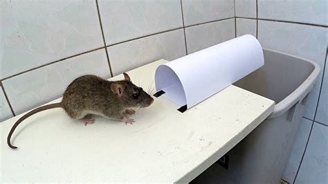 How to Catch a Mouse Without a Mouse Trap - Mouse Trap Guide