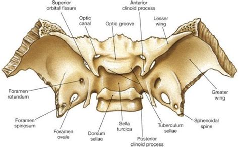 Visual Anatomy 視覚解剖学