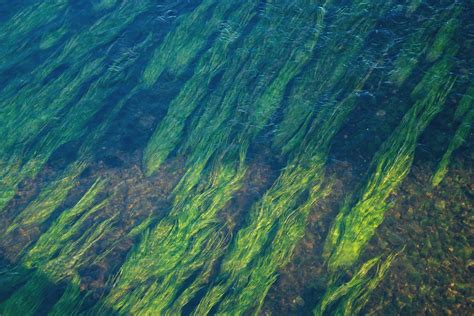 Seagrass: More than Meets the Eye » Marine Conservation Institute