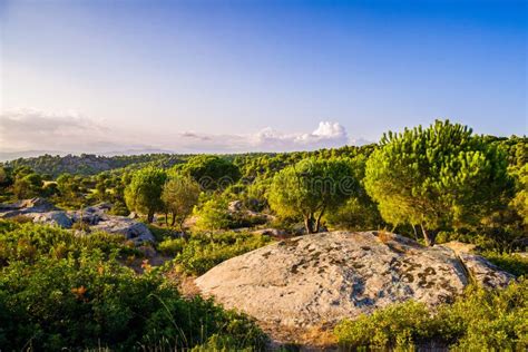 Mediterranean vegetation stock image. Image of outdoor - 11689793