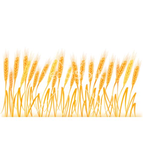 Download High Quality wheat clipart border Transparent PNG Images - Art ...