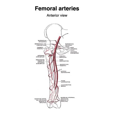 Acostumbrados a empujar Recoger hojas femoral artery surface anatomy ...