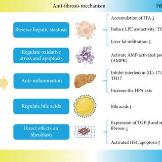 Antifibrotic strategies. Based on the mechanism of fibrosis formation ...