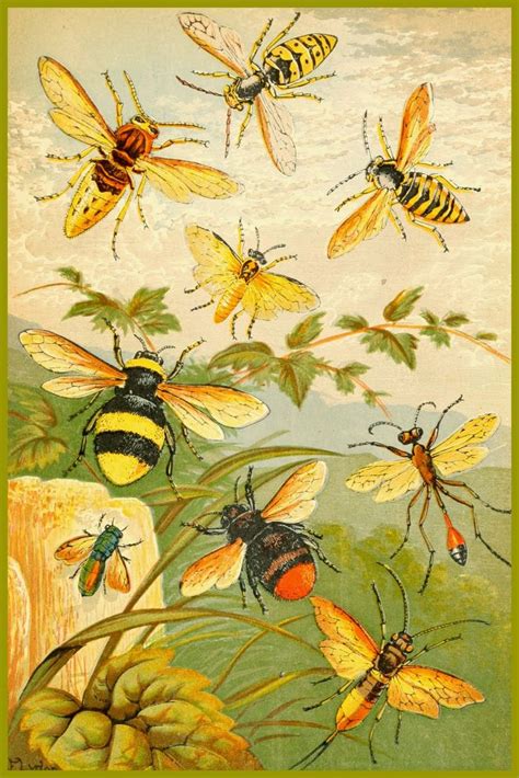 antique images: Insects — for personal use only! | Bee art, Vintage bee ...