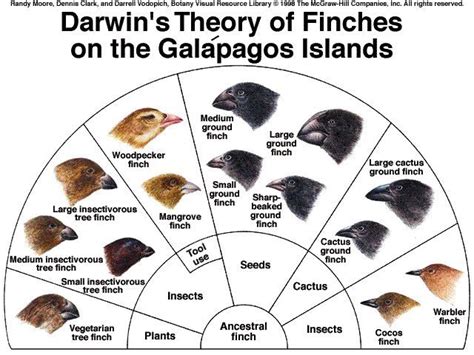 Finches and evolution | Galapagos, Natural selection, Finch