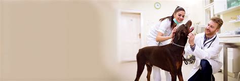 Meet the Staff | Companion Animal Hospital of Lakeland | Veterinary Care