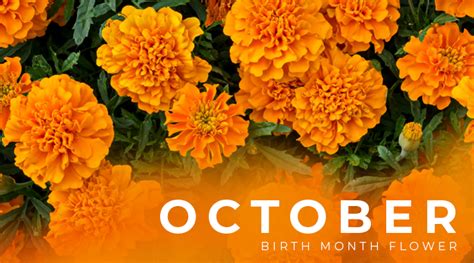 October Birth Flower: Marigold - Bloomin' Blog