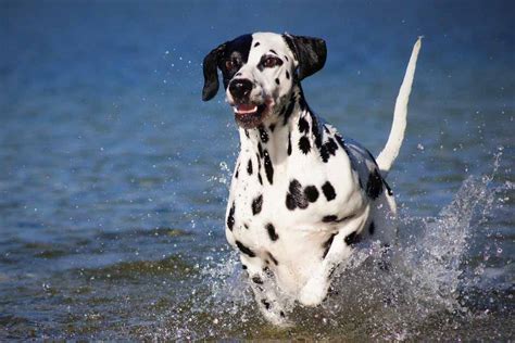 Top 10 Fastest Dog Breeds on Earth | Pet Friendly House