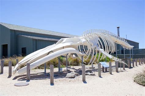 This Blue Whale Skeleton In Santa Cruz Is One Of The World's Largest On ...