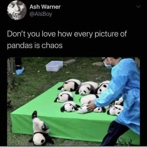 pandas just being pandas | Pandas | Know Your Meme