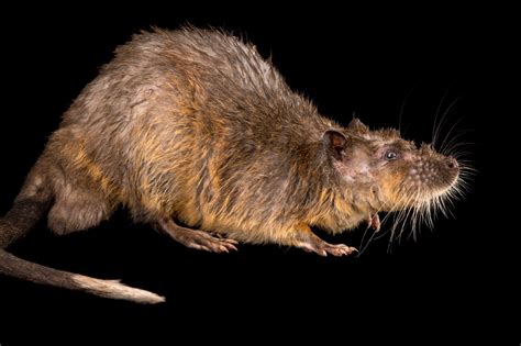 Australian Water Rat (Hydromys chrysogaster) - Joel Sartore