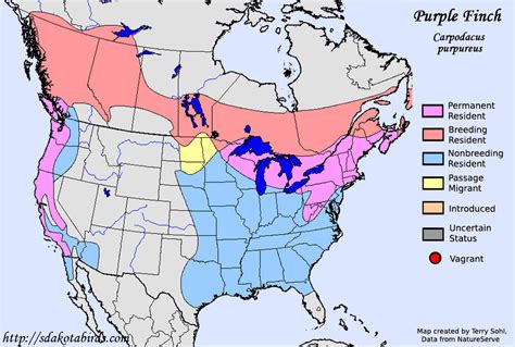 Purple Finch - Species Range Map