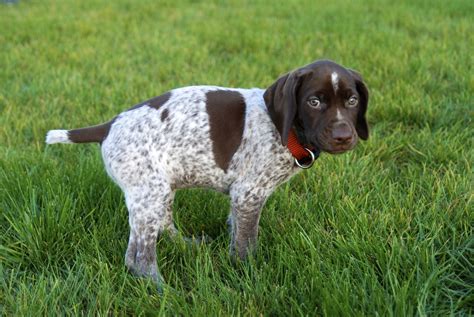 Adventures of a GSP Hunting Dog: Happy 2nd Birthday Cleo!