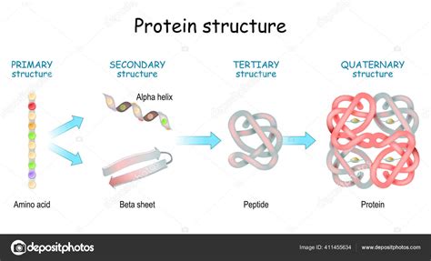 Protein Structure Levels Primary Secondary Tertiary Quaternary Amino ...