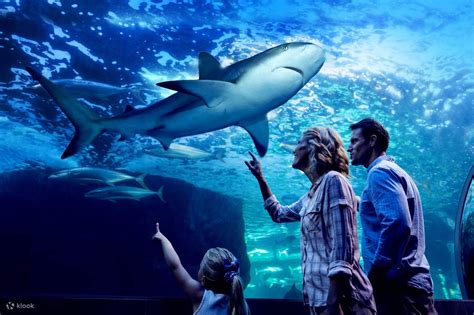 Cairns Aquarium Ticket with Night Tour - Klook Canada