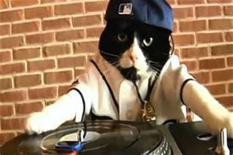 Tampa Bay Rays DJ Kitty At The Top Of Sports Mascots Heap | WUSF News