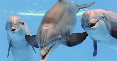 Dolphins and Whales Squeal With Pure Joy, Scientists Say