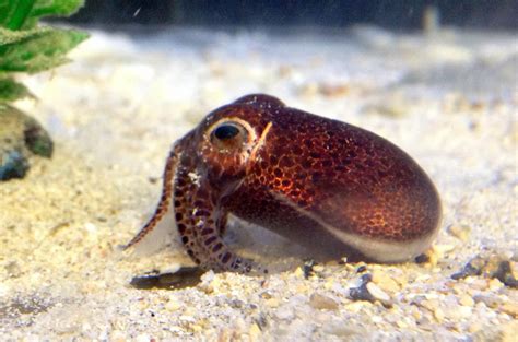 New Species of Bobtail Squid Discovered in Okinawa [Video]