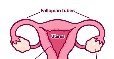 Everything You Need To Know About Nabothian Cysts - Facty Health