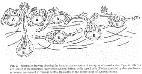 Synovium & Synovial Fluid - Basic Science - Orthobullets