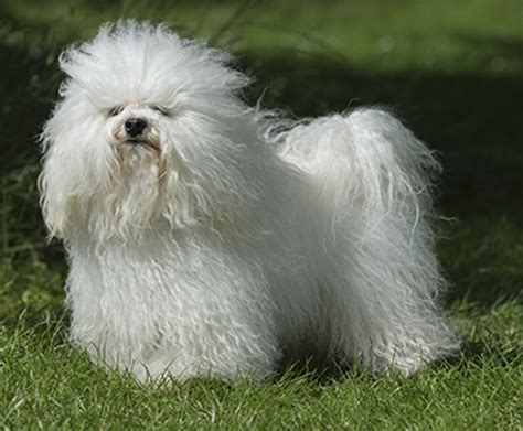 Bolognese | Breeds A to Z | The Kennel Club