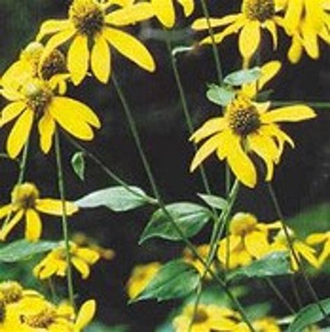 Rudbeckia laciniata - Wild Golden Glow 18ct