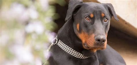 Doberman Throwing Up And Diarrhea: Here’s What You Need To Do - Canines ...