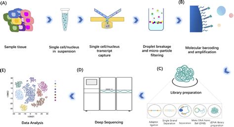 Single‐cell RNA sequencing technologies and applications: A brief ...