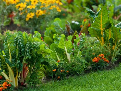 Veggies, Herbs And Flowers - How To Mix Edible Plants In The Garden