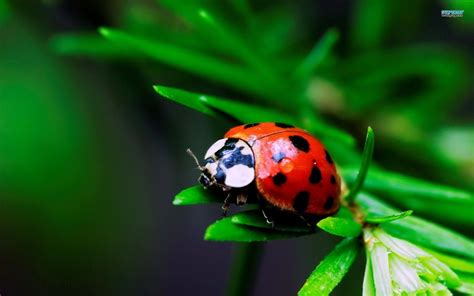 Ladybug Wallpapers - Wallpaper Cave