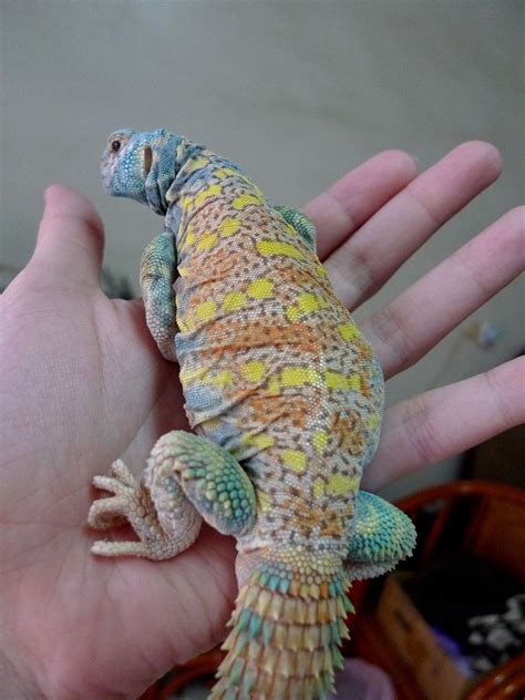 uromastyx ornata | Cute reptiles, Reptiles pet, Uromastyx