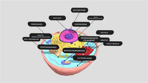 Animal Cell - 3D model by aremay [0b15c01] - Sketchfab