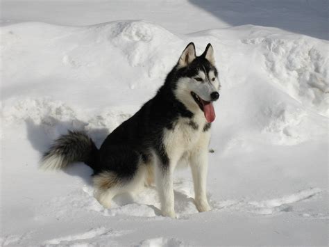 Câinele din rasa Husky Siberian - câinele inteligent cu o personalitate ...