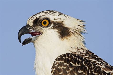 osprey bird photos | birds of prey 08 220px osprey mg 9605 osprey ...