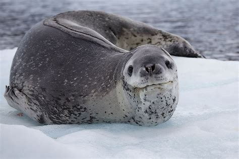 The Different Types of Seals - WorldAtlas