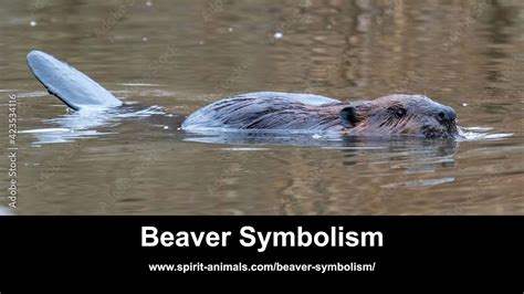 Beaver Symbolism - YouTube