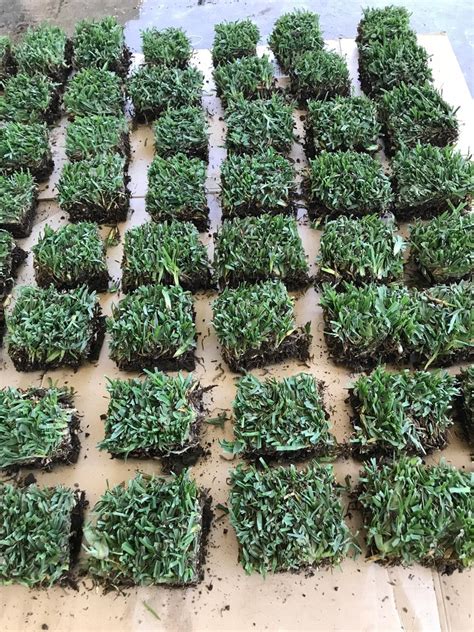 25 Count St Augustine Grass Plugs With Roots - Etsy