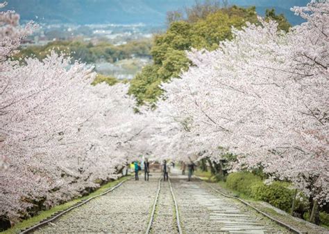 6 Incredible Ryokan & Kyoto Hotels for Cherry Blossom Season | LIVE ...