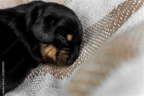 Cute newborn dachshund puppy sleeping on a blanket Stock Photo | Adobe ...