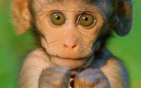 Cute Monkey Wallpapers - Wallpaper Cave