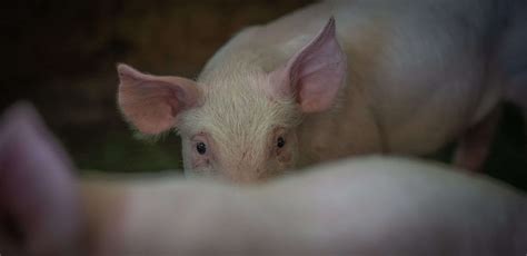 Spain publishes new animal welfare regulations - SAPPO