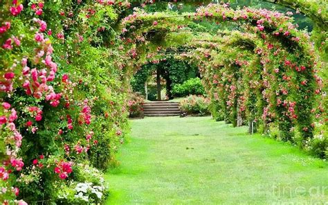 ROSE GARDEN Background, English Rose Garden HD wallpaper | Pxfuel