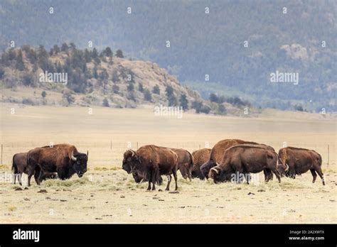 Buffalo or American Bison (Bison bison) herd on the Colorado Plains ...