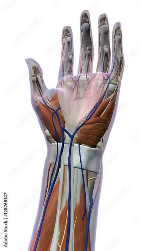 Female Hand and Wrist Anatomy Ventral View White Background Stock ...