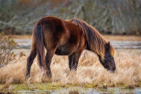 Wild Horses of Corolla Photograph by Robert Mullen - Fine Art America